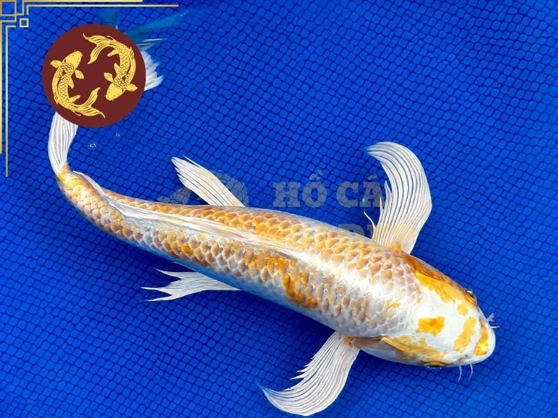 Cẩm Nang Về Cá Koi Hariwake Cho Người Mới Bắt Đầu 3 Cá koi Yamabuki Hariwake