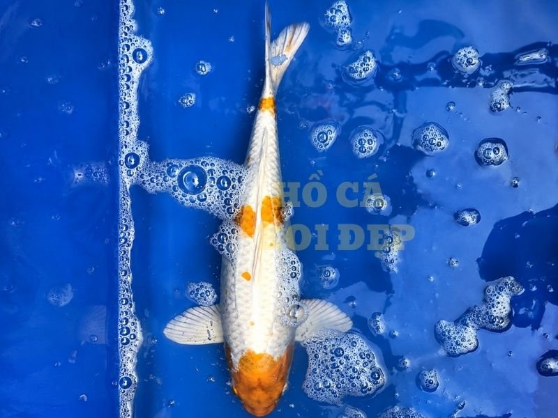 Cẩm Nang Về Cá Koi Hariwake Cho Người Mới Bắt Đầu 4 Cá koi Orenji Hariwake
