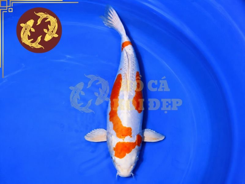 Cẩm Nang Về Cá Koi Hariwake Cho Người Mới Bắt Đầu 5 Cá koi Doitsu Hariwake