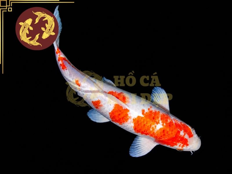 Cẩm Nang Về Cá Koi Hariwake Cho Người Mới Bắt Đầu 9 Một số lưu ý cho người mới chơi dòng cá koi Hariwake
