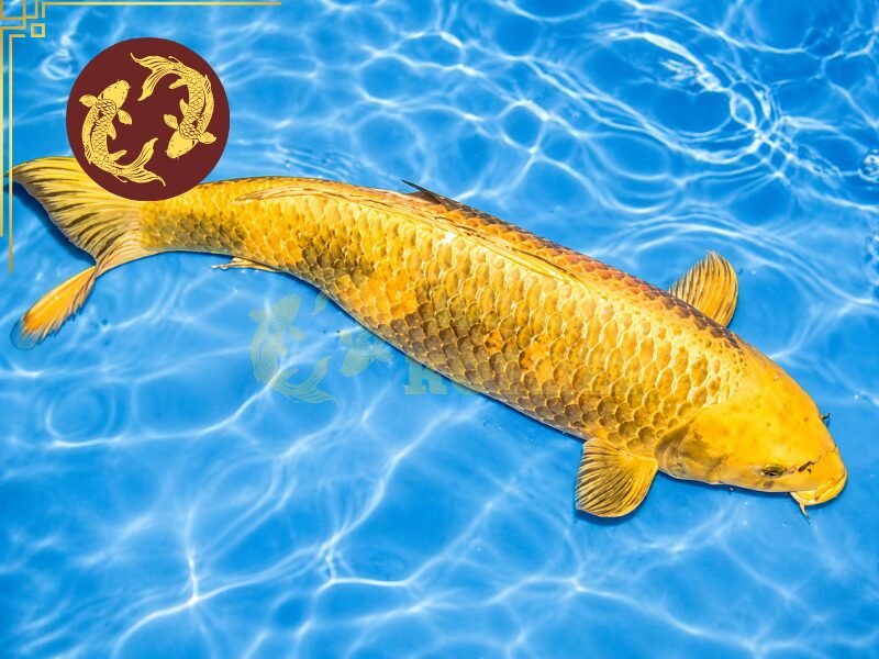 Cá Koi Karashi: Những Điều Cần Biết Trước Khi Lựa Chọn 2 Cá koi Karashi thuộc nhóm koi đơn sắc, thường được nhận biết qua màu vàng mù tạt đặc trưng