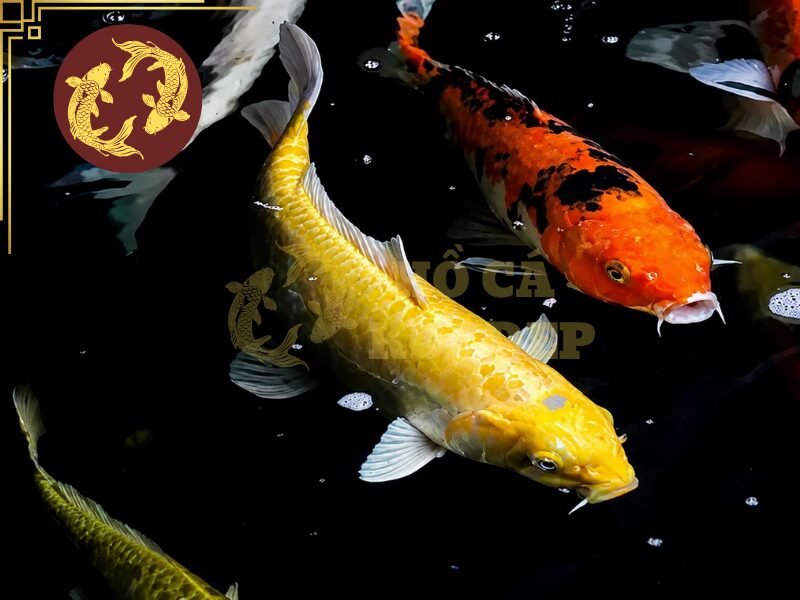Cá Koi Karashi: Những Điều Cần Biết Trước Khi Lựa Chọn 1 Cá koi Karashi tạo điểm nhấn bằng màu sắc đơn giản cùng thân hình có xu hướng phát triển lớn