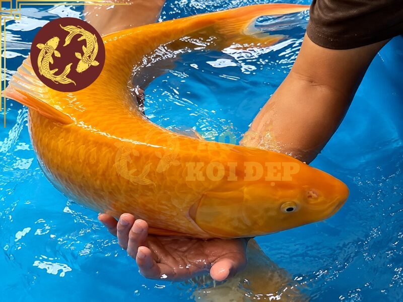 Cá Koi Karashi: Những Điều Cần Biết Trước Khi Lựa Chọn 6 Một số lưu ý khi lựa chọn Karashi