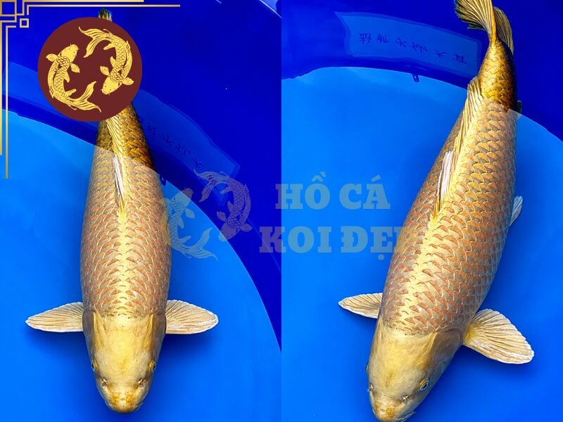 Cá Koi Karashi: Những Điều Cần Biết Trước Khi Lựa Chọn 5 Ngoại hình chỉ cho thấy một phần chất lượng của cá, vì vậy hãy dành thời gian quan sát Karashi khi chúng di chuyển trong hồ.