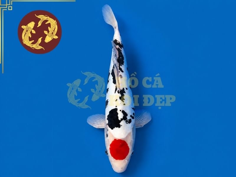 Những Điều Thú Vị Về Cá Koi Kumonryu Không Phải Ai Cũng Biết 2 Khác với những dòng Koi thường được đánh giá dựa trên hoa văn tương đối ổn định, cá koi Kumonryu có diện mạo biến đổi trong quá trình phát triển