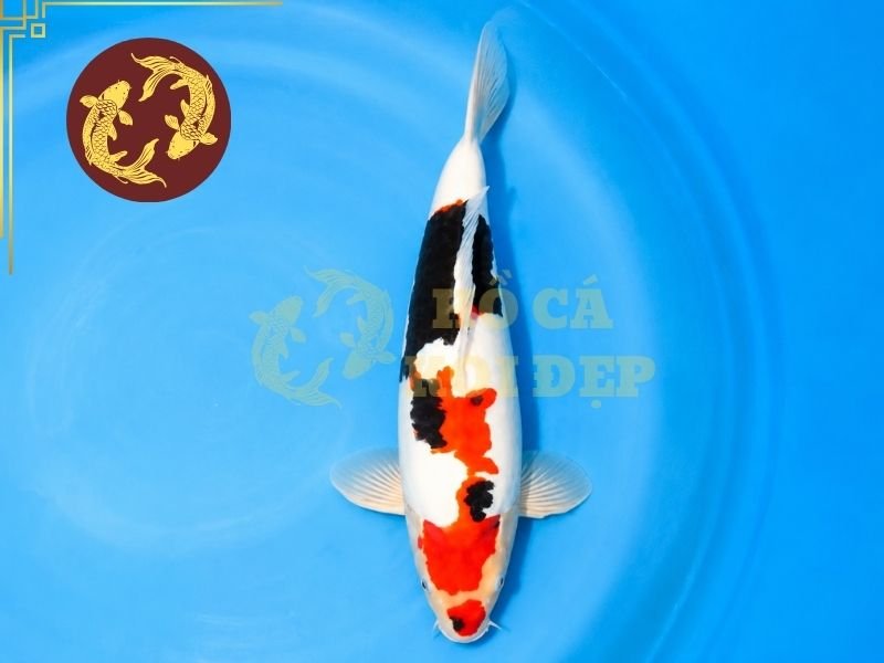Những Điều Thú Vị Về Cá Koi Kumonryu Không Phải Ai Cũng Biết 3 Nhiệt độ nước thay đổi theo mùa là một yếu tố thường được quan sát khi nói đến sự biến đổi màu sắc của cá koi Kumonryu