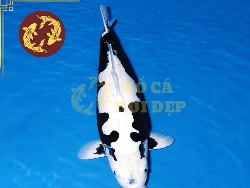 Những Điều Thú Vị Về Cá Koi Kumonryu Không Phải Ai Cũng Biết 4 Khả năng biến đổi của cá koi Kumonryu liên quan đến cách sắc tố được biểu hiện trên cơ thể cá và sự tương tác giữa đặc điểm di truyền với môi trường sống