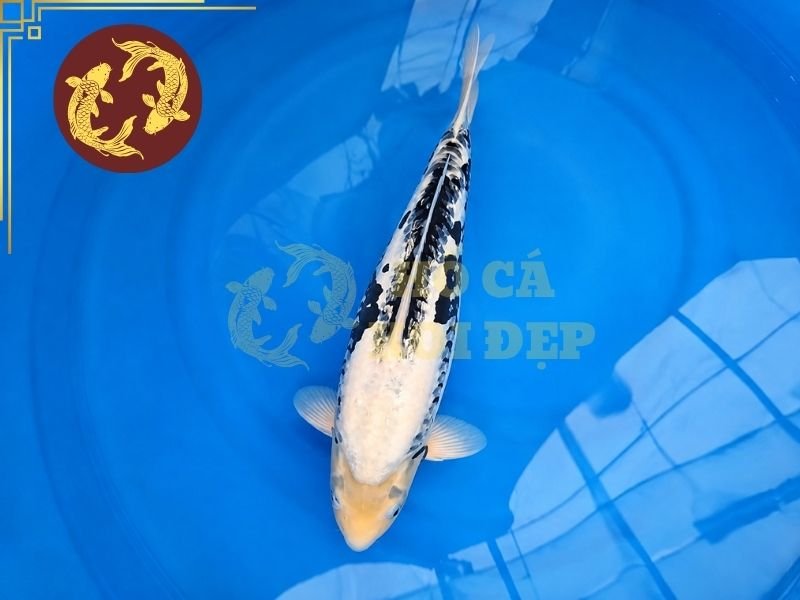 Những Điều Thú Vị Về Cá Koi Kumonryu Không Phải Ai Cũng Biết 6 Sự tương phản giữa đen và trắng vẫn là yếu tố quan trọng khi đánh giá ngoại hình.