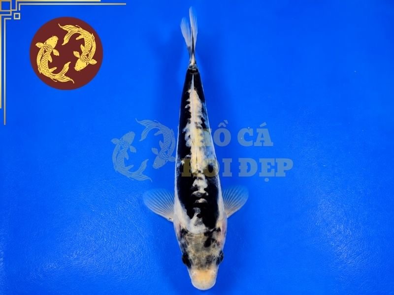Những Điều Thú Vị Về Cá Koi Kumonryu Không Phải Ai Cũng Biết 5 Một cá thể đẹp trước hết cần có thể hình cân đối, thân khỏe, dáng bơi tốt và làn da sạch.