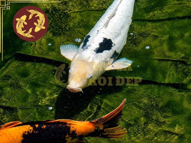 Những Điều Thú Vị Về Cá Koi Kumonryu Không Phải Ai Cũng Biết 1 Các mảng đen có thể thay đổi về diện tích, hình dạng và mức độ đậm nhạt trong quá trình cá phát triển
