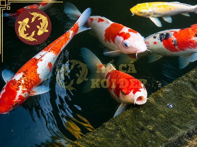 Tìm Hiểu Cá Koi Nhật Nhập Khẩu: Nguồn Gốc Và Tiêu Chí Chọn Cá 5 Hãy yêu cầu người bán cung cấp thông tin cụ thể về nguồn gốc cá.