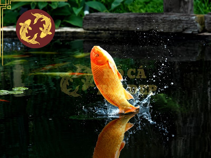 Cách xử lý khi cá koi nhảy khỏi hồ 1 Mức độ nguy hiểm phụ thuộc vào thời gian cá nằm ngoài nước và tình trạng tổn thương
