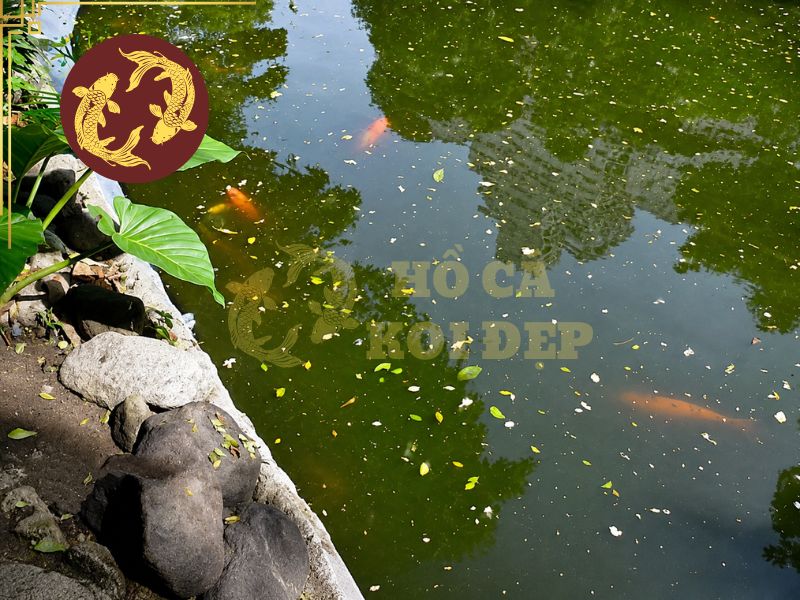 Cách xử lý khi cá koi nhảy khỏi hồ 2 Chất lượng nước không ổn định là một trong những nguyên nhân cần kiểm tra đầu tiên khi cá koi nhảy khỏi hồ