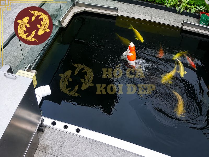 Cách xử lý khi cá koi nhảy khỏi hồ 4 Lưu ý một số phương pháp xử lý khi cá koi nhảy khỏi hồ