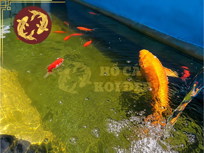 Cách xử lý khi cá koi nhảy khỏi hồ 5 Khi xảy ra tình trạng này, ưu tiên tìm kiếm nguyên nhân cốt lõi để xử lý