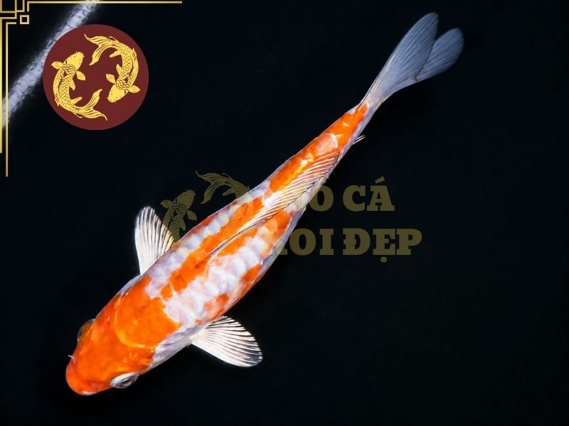 Cá Koi Ochiba Có Gì Đặc Biệt? Đặc Điểm Và Cách Chọn Cá Đẹp 2 Một đặc điểm thú vị của cá koi Ochiba là hoa văn không tạo thành một khuôn mẫu hoàn toàn giống nhau giữa các cá thể