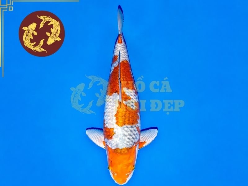 Cá Koi Ochiba Có Gì Đặc Biệt? Đặc Điểm Và Cách Chọn Cá Đẹp 3 Nếu có ý định nuôi lâu dài, dáng cá và sức khỏe vẫn cần được đặt lên trước những thay đổi màu sắc ngắn hạn.