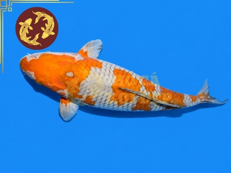 Cá Koi Ochiba Có Gì Đặc Biệt? Đặc Điểm Và Cách Chọn Cá Đẹp 4 Những mảng màu cần phân bố tự nhiên, không tạo cảm giác quá rời rạc khi quan sát toàn thân.