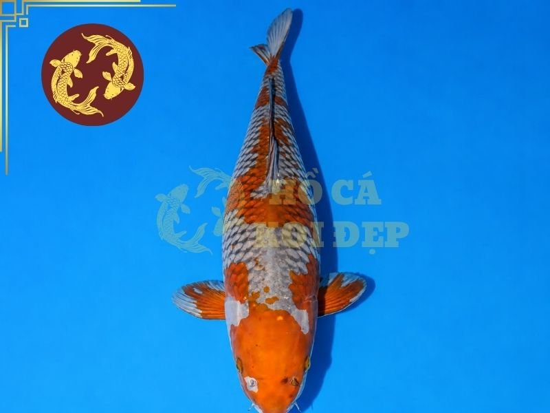 Cá Koi Ochiba Có Gì Đặc Biệt? Đặc Điểm Và Cách Chọn Cá Đẹp 5 Thức ăn nên được điều chỉnh theo kích thước và giai đoạn phát triển của cá