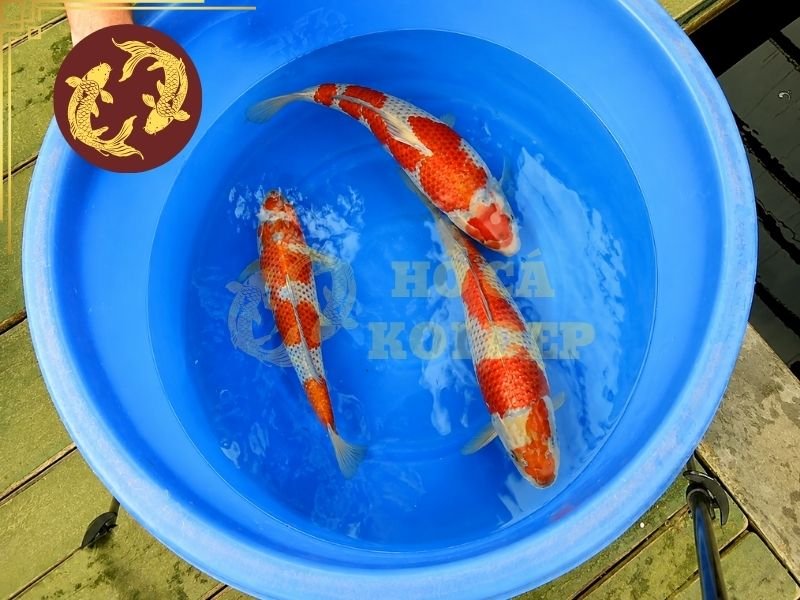 Cá Koi Ochiba Có Gì Đặc Biệt? Đặc Điểm Và Cách Chọn Cá Đẹp 6 Bạn nên xác định rõ mục đích trước khi lựa chọn cá koi Ochiba.