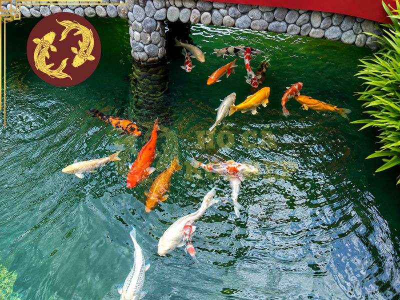 Cá Koi Phong Thủy: Ý Nghĩa, Màu Sắc Và Cách Chọn Cá Hợp Mệnh 8 Một số lưu ý khi bố trí cá koi phong thủy