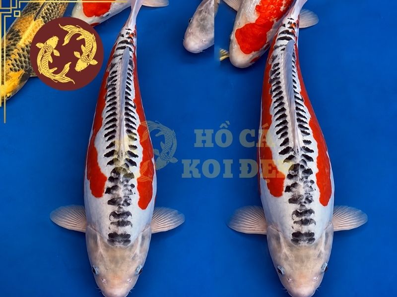 Cá Koi Shusui – Vẻ Đẹp Độc Đáo Của Dòng Koi Da Trơn 2 Hàng vảy lớn trên lưng là một trong những đặc điểm tạo nên diện mạo riêng của cá Koi Shusui