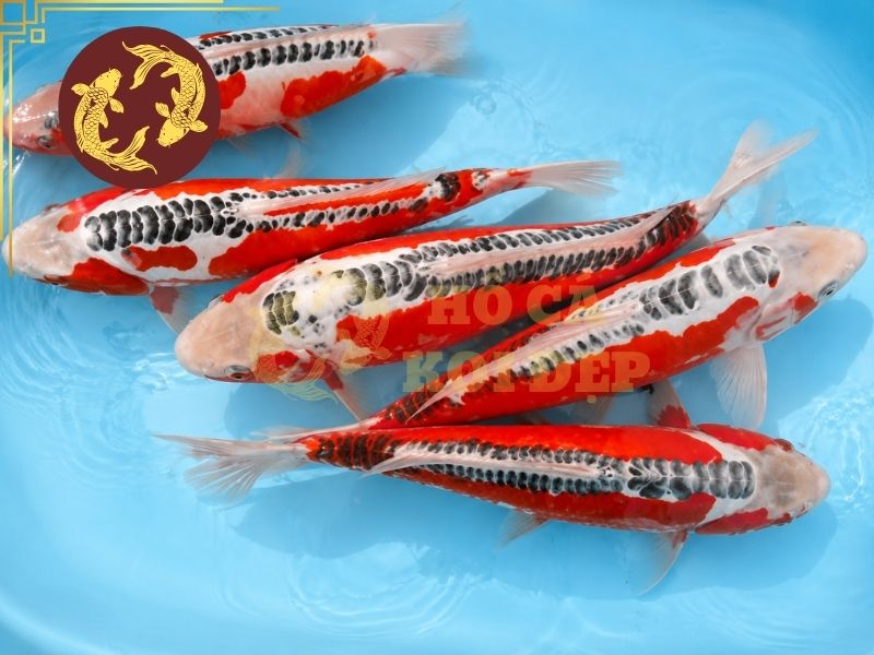 Cá Koi Shusui – Vẻ Đẹp Độc Đáo Của Dòng Koi Da Trơn 4 Cần chú ý đánh giá tổng thể nhiều yếu tố khi lựa chọn cá koi Shusui