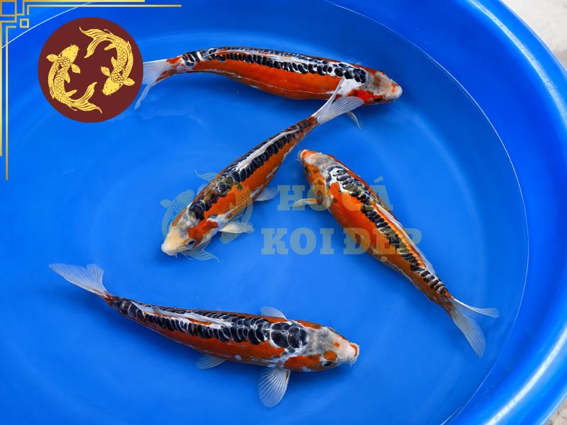 Cá Koi Shusui – Vẻ Đẹp Độc Đáo Của Dòng Koi Da Trơn 6 Phụ kiện trong hồ cũng nên được kiểm tra thường xuyên để đảm bảo không có cạnh sắc có thể khiến cá koi shusui bị trầy xước khi bơi.