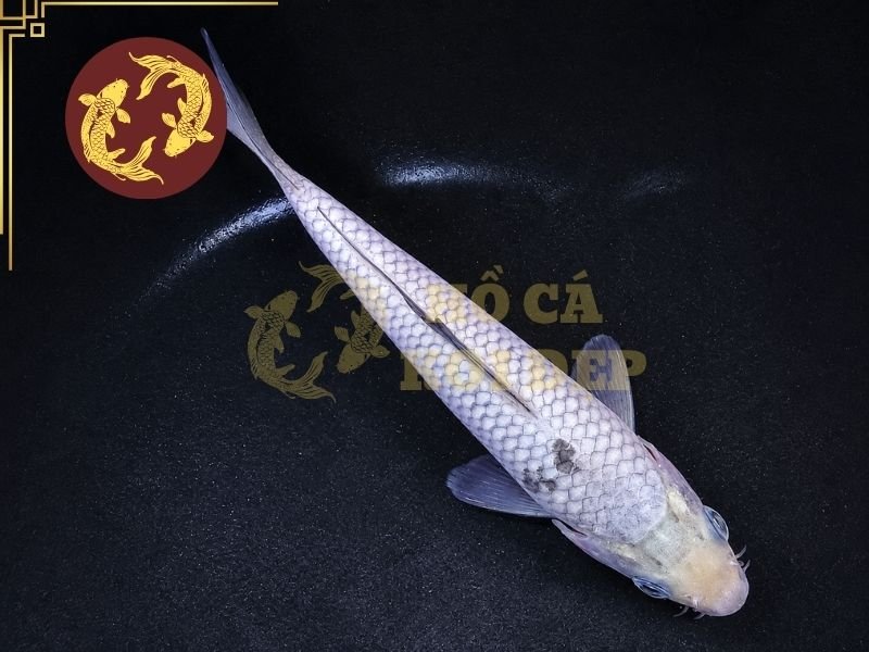 Cá Koi Soragoi – Vẻ Đẹp Đơn Sắc Và Những Điều Người Chơi Cần Biết 1 Cá koi Soragoi thuộc nhóm koi đơn sắc, được nhận biết chủ yếu bởi màu xám xanh hoặc xám bạc trải đều trên cơ thể