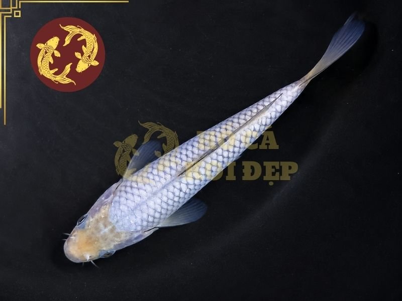 Cá Koi Soragoi – Vẻ Đẹp Đơn Sắc Và Những Điều Người Chơi Cần Biết 2 Một cá thể đẹp thường có màu tương đối đồng đều, sạch và tạo cảm giác hài hòa trên toàn thân.