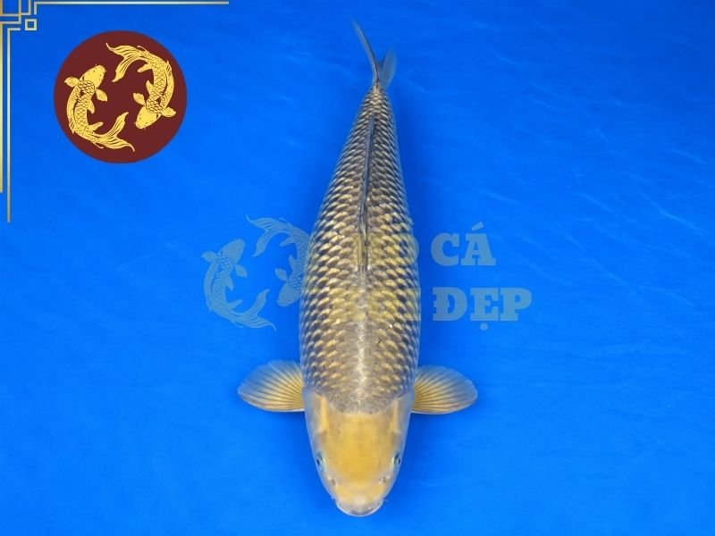 Cá Koi Soragoi – Vẻ Đẹp Đơn Sắc Và Những Điều Người Chơi Cần Biết 4 Cá koi Soragoi còn được yêu thích bởi tính cách khá dạn và dễ làm quen với người nuôi