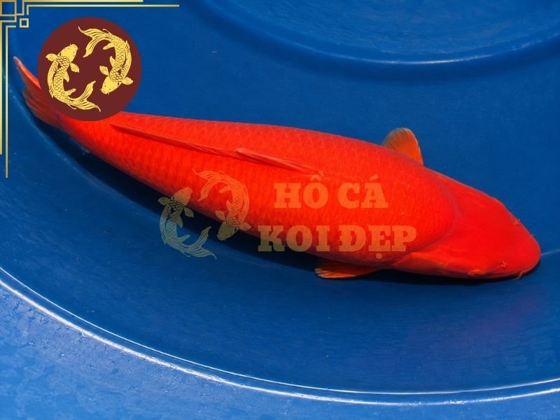 Cá Koi Benigoi: Tìm Hiểu Đặc Điểm Và Kinh Nghiệm Chọn Cá Đẹp 5 Một sắc đỏ hài hòa, có chiều sâu và phù hợp với chất lượng da thường tạo cảm giác tự nhiên hơn.