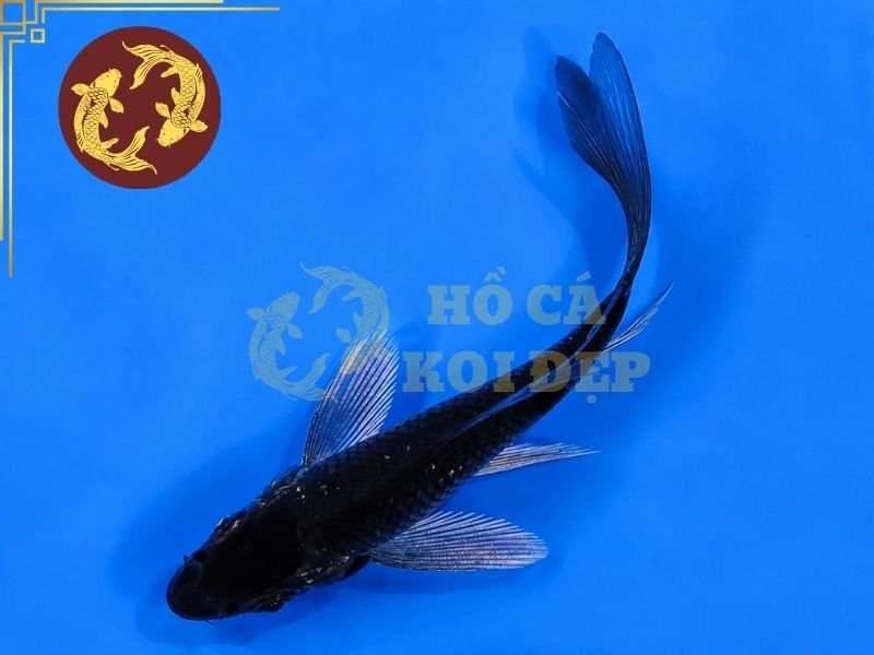 Cá Koi Soragoi – Vẻ Đẹp Đơn Sắc Và Những Điều Người Chơi Cần Biết 5 Khi chọn cá, nên quan sát màu trên toàn bộ cơ thể, từ đầu đến phần cuống đuôi để xem sắc độ có tương đối đồng nhất hay không.
