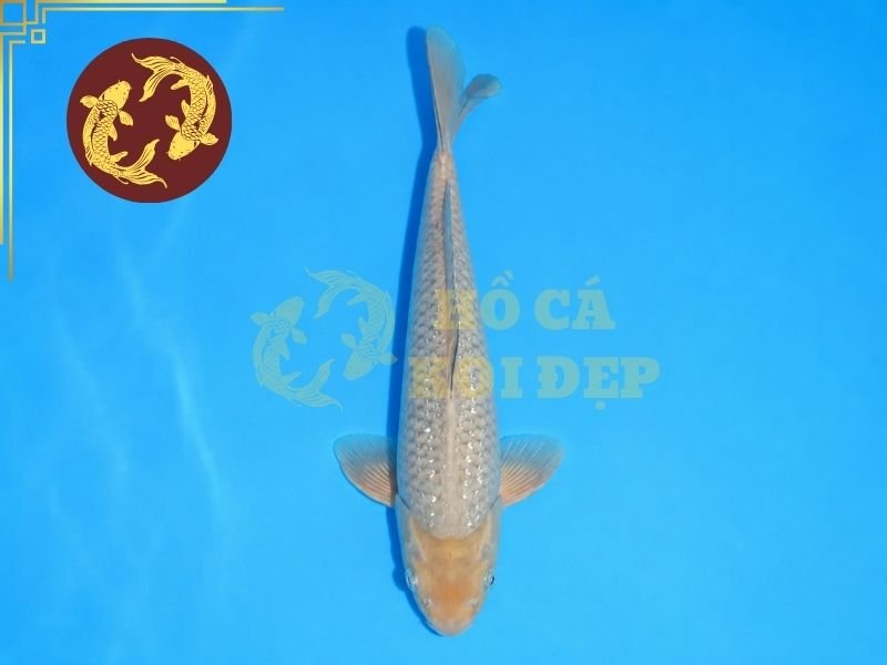 Cá Koi Soragoi – Vẻ Đẹp Đơn Sắc Và Những Điều Người Chơi Cần Biết 6 Cá koi Soragoi khỏe thường di chuyển chủ động, giữ thăng bằng tốt và phản ứng nhanh