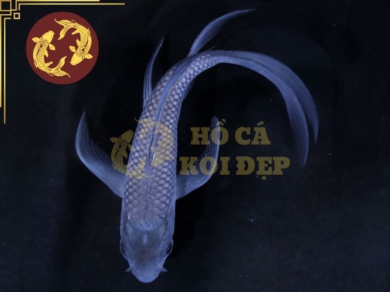 Cá Koi Soragoi – Vẻ Đẹp Đơn Sắc Và Những Điều Người Chơi Cần Biết 7 Cần kết hợp nguồn cá có tiềm năng, hồ đủ không gian, nước ổn định và chế độ dinh dưỡng phù hợp.