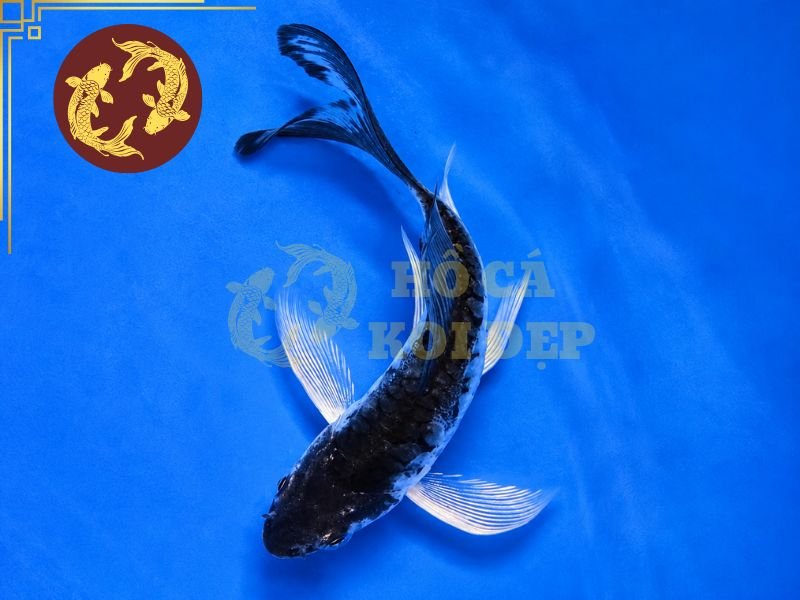 Cá Koi Soragoi – Vẻ Đẹp Đơn Sắc Và Những Điều Người Chơi Cần Biết 8 Một số lưu ý khi nuôi Soragoi bạn cần biết