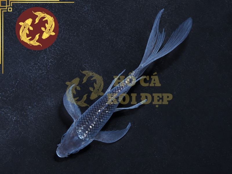 Cá Koi Soragoi – Vẻ Đẹp Đơn Sắc Và Những Điều Người Chơi Cần Biết 3 Nên ưu tiên những cá thể có phần đầu cân đối, vai phát triển, thân dài và cuống đuôi khỏe.