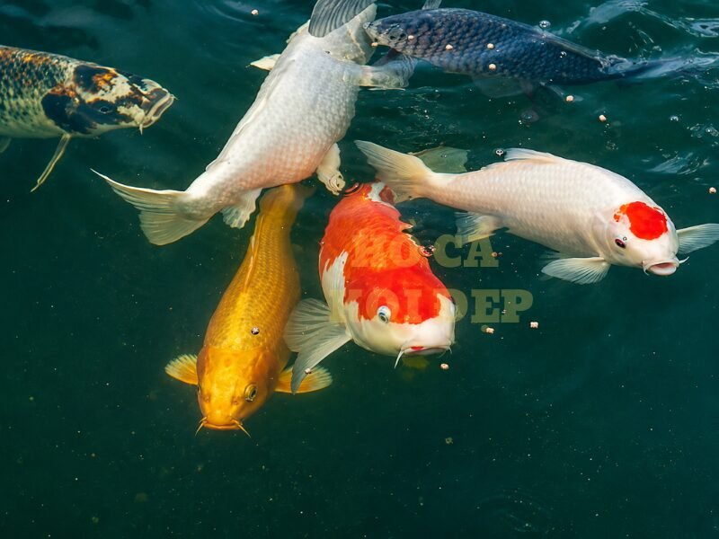 Cá Koi To Nhất Việt Nam Dài Bao Nhiêu? Tìm Hiểu Những Kỷ Lục Ấn Tượng 3 Những dòng Koi được chọn lọc từ cá bố mẹ có khả năng tăng trưởng tốt thường có tiềm năng phát triển kích thước lớn hơn.