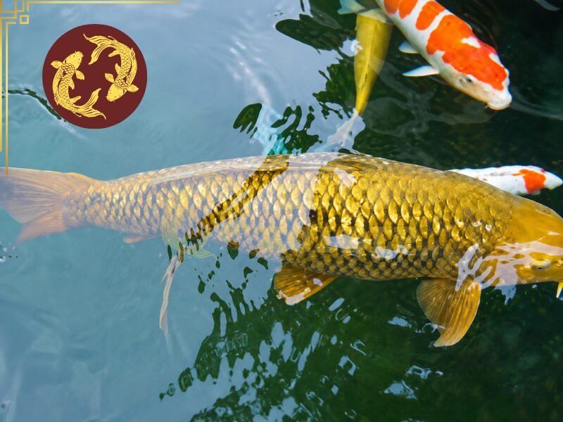 Cá Koi To Nhất Việt Nam Dài Bao Nhiêu? Tìm Hiểu Những Kỷ Lục Ấn Tượng 4 Không thể chỉ dựa vào nguồn gốc để khẳng định một chú Koi chắc chắn sẽ đạt kích thước vượt trội.