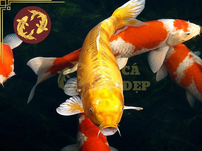 Cá Koi To Nhất Việt Nam Dài Bao Nhiêu? Tìm Hiểu Những Kỷ Lục Ấn Tượng 5 Tốc độ tăng trưởng của mỗi cá thể phụ thuộc vào giống, di truyền, tuổi, giới tính, điều kiện hồ, dinh dưỡng và chất lượng nước.