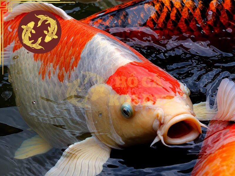 Cá Koi To Nhất Việt Nam Dài Bao Nhiêu? Tìm Hiểu Những Kỷ Lục Ấn Tượng 6 Giá trị của một chú Koi thường được xem xét dựa trên nhiều yếu tố như nguồn gốc, dòng cá, body, chất lượng da, màu sắc và hoa văn.