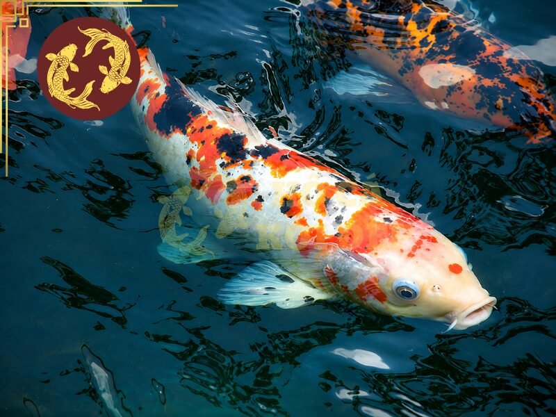 Cá Koi To Nhất Việt Nam Dài Bao Nhiêu? Tìm Hiểu Những Kỷ Lục Ấn Tượng 7 Koi hoàn toàn có thể phát triển đến kích thước lớn khi được nuôi tại Việt Nam