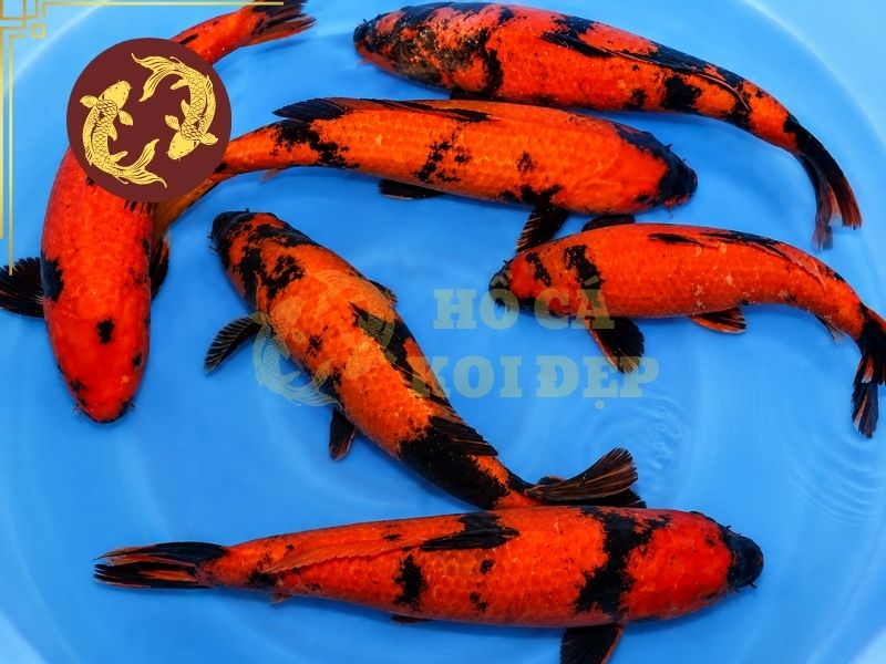 Cá Koi Utsurimono – Vẻ Đẹp Tương Phản Đầy Cuốn Hút Của Koi Nhật Bản 1 Cá koi Utsurimono lấy màu đen làm yếu tố quan trọng trong hoa văn