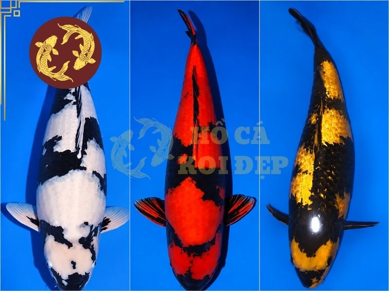 Cá Koi Utsurimono – Vẻ Đẹp Tương Phản Đầy Cuốn Hút Của Koi Nhật Bản 2 Màu sắc của cá koi Utsurimono có thể thay đổi trong quá trình cá phát triển