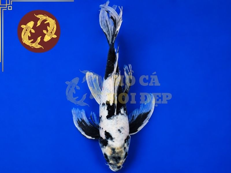 Cá Koi Utsurimono – Vẻ Đẹp Tương Phản Đầy Cuốn Hút Của Koi Nhật Bản 3 Cá koi Shiro Utsuri
