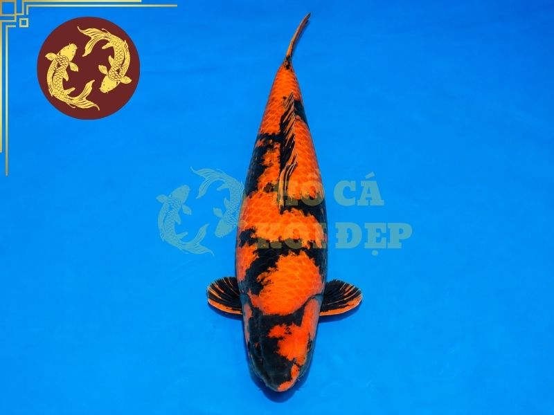 Cá Koi Utsurimono – Vẻ Đẹp Tương Phản Đầy Cuốn Hút Của Koi Nhật Bản 4 Cá koi Hi Utsuri