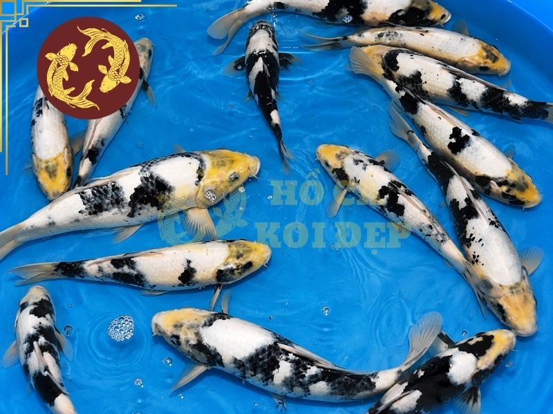 Cá Koi Utsurimono – Vẻ Đẹp Tương Phản Đầy Cuốn Hút Của Koi Nhật Bản 7 Một số điều kiện cần có để Utsurimono phát triển tốt