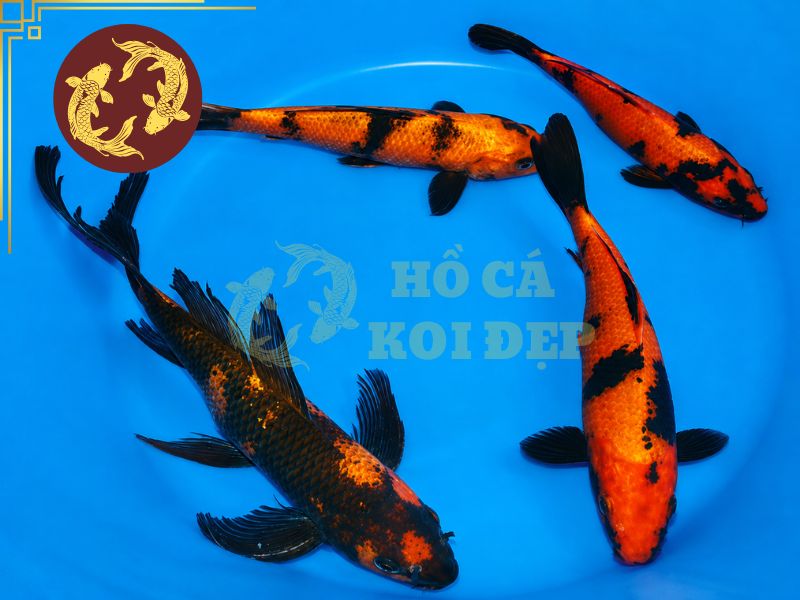 Cá Koi Utsurimono – Vẻ Đẹp Tương Phản Đầy Cuốn Hút Của Koi Nhật Bản 6 Lưu ý một số tiêu chí để lựa chọn cá utsurimono đẹp