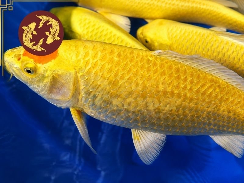 Cá Koi Yamabuki Ogon: Hướng Dẫn Nhận Biết, Lựa Chọn Và Chăm Sóc 2 Sắc vàng có thể thay đổi từ vàng chanh sáng đến vàng kim đậm tùy từng cá thể.