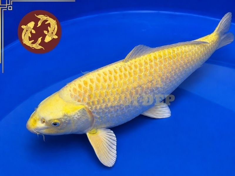 Cá Koi Yamabuki Ogon: Hướng Dẫn Nhận Biết, Lựa Chọn Và Chăm Sóc 3 Một cá thể có chất lượng tốt thường sở hữu sắc vàng sáng, sạch và phân bố tương đối đồng đều từ phần đầu đến cuống đuôi.